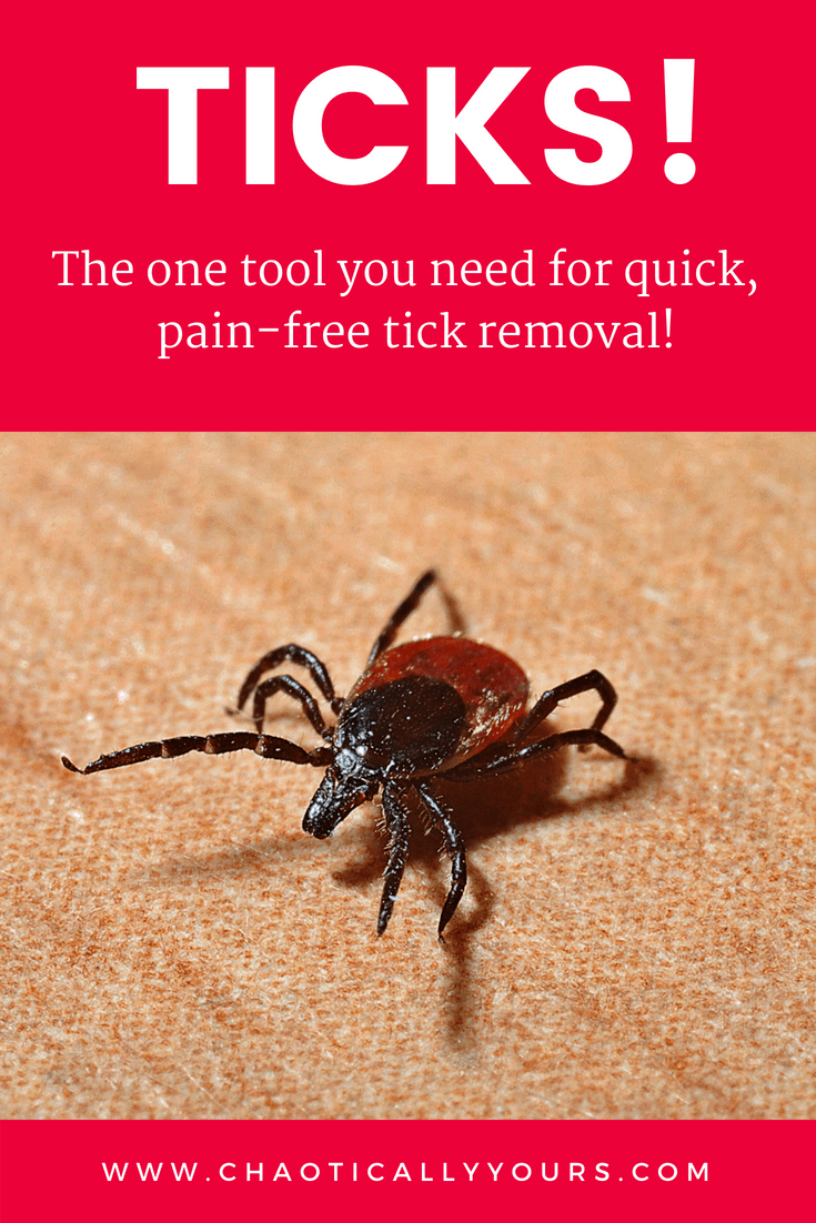 The BEST Tool for Removing Ticks This Summer! - Chaotically Yours