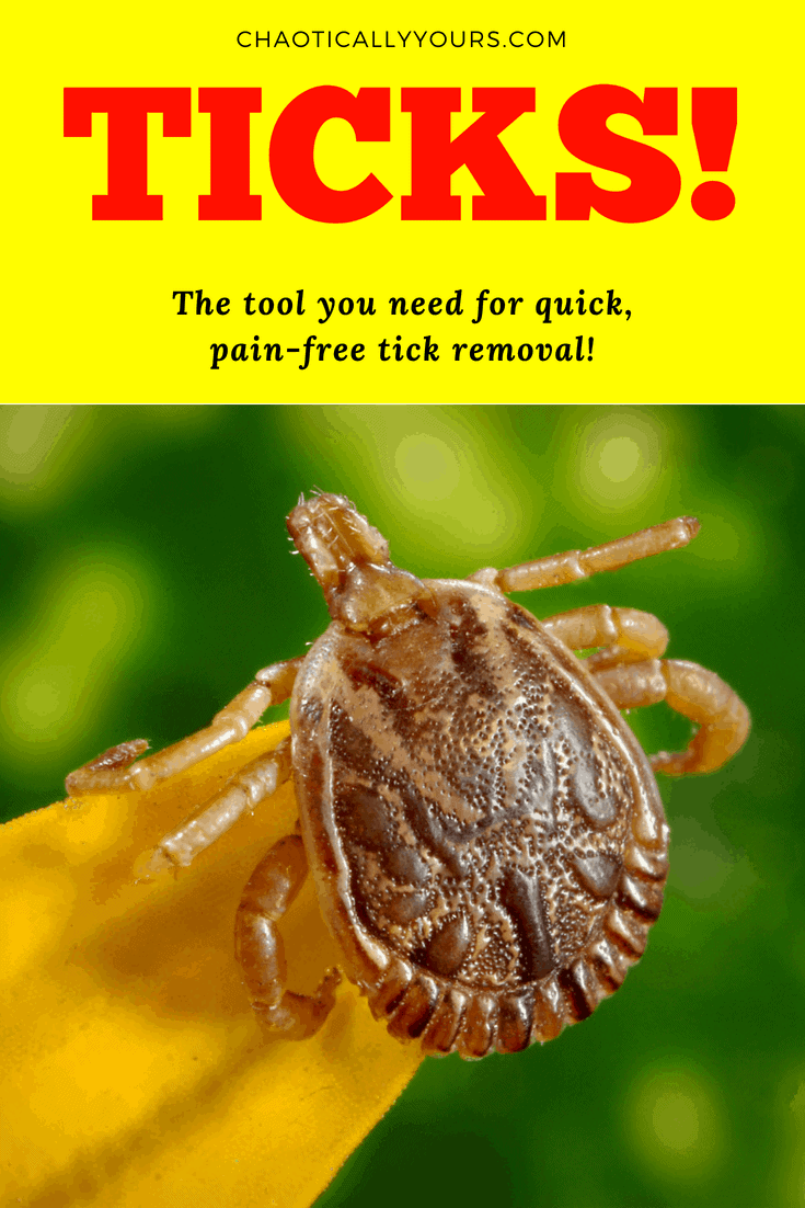 The BEST Tool for Removing Ticks This Summer! - Chaotically Yours