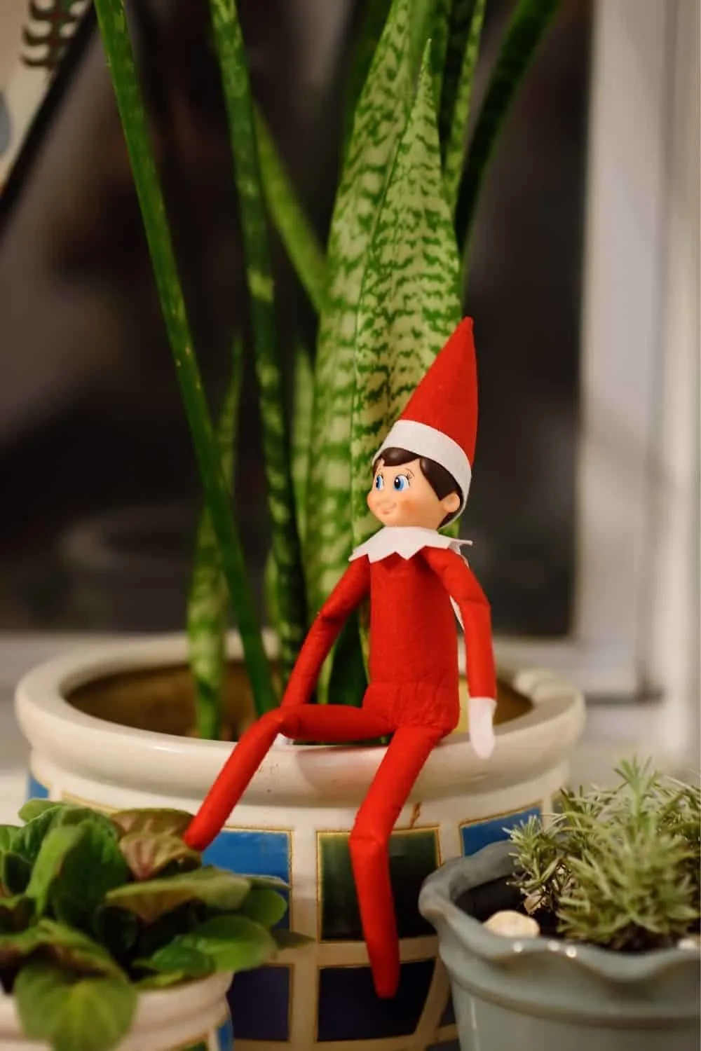 Elf on the shelf sitting in succulents