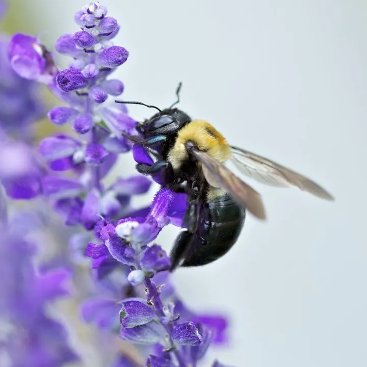 Carpenter bee on a purple plant