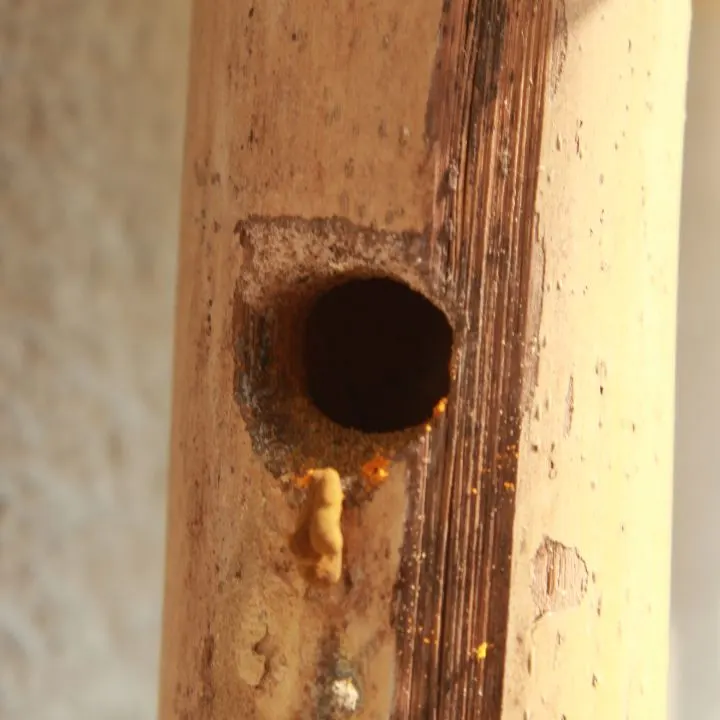 damage caused by carpenter bees 