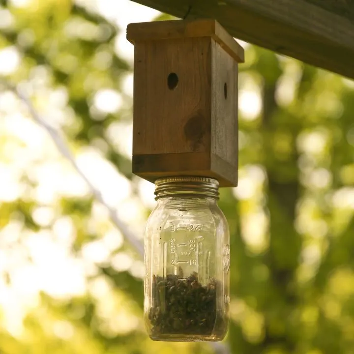 carpenter bee trap