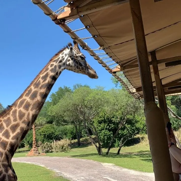 Giraffes interact with visitors on Kilimanjaro Safaris at Animal Kingdom