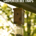 carpenter bee traps pin image